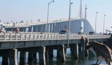 Sunshine Skyway fishing pier to be rebuilt