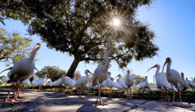 Sanford hopes new amphitheather at Fort Mellon Park will draw visitors