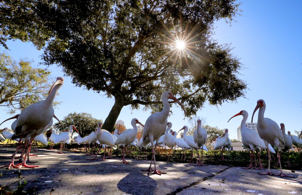 Sanford hopes new amphitheather at Fort Mellon Park will draw visitors