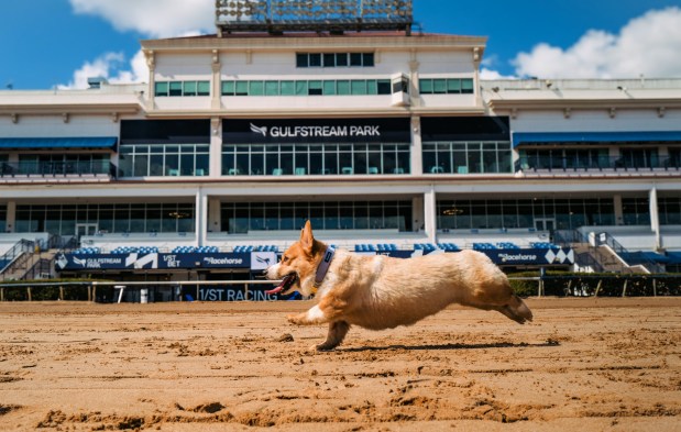 Publicity photo provided by Gulfstream Park in Hallandale Beach to promote the inaugural Coastal Corgi Classic on Saturday, March 14. (Gulfstream Park/Courtesy)