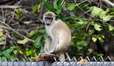 Broward opposes bid to cut down mangroves near airport