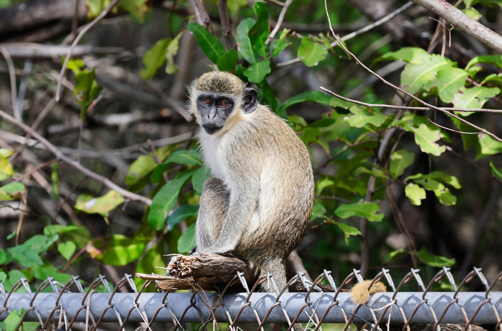 Broward opposes bid to cut down mangroves near airport