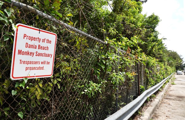 A sign is posted outside the Vervet Project in Dania Beach on Wednesday, March 4, 2026. It's a sanctuary for vervet monkeys on land east of Fort Lauderdale-Hollywood International Airport. The sanctuary opposes a proposal that would have stripped local environmental protections from land near the sanctuary. (Carline Jean/South Florida Sun Sentinel)