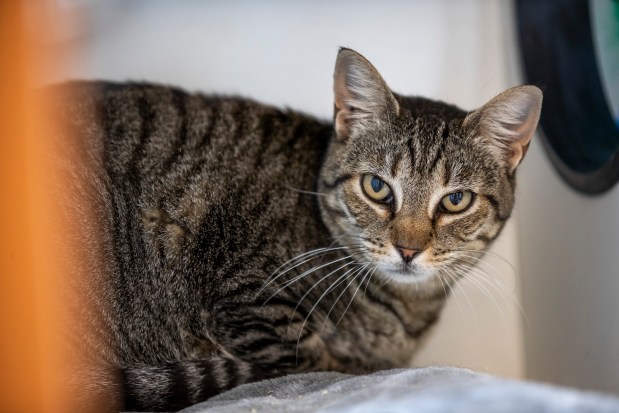 Shorty is one adoptable cat at Pet Alliance's new 25,000-square-foot shelter on South John Young Parkway on March 25, 2026. (Patrick Connolly/Orlando Sentinel)