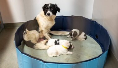 Pet Alliance opens new $15 million, 25,000-square-foot shelter