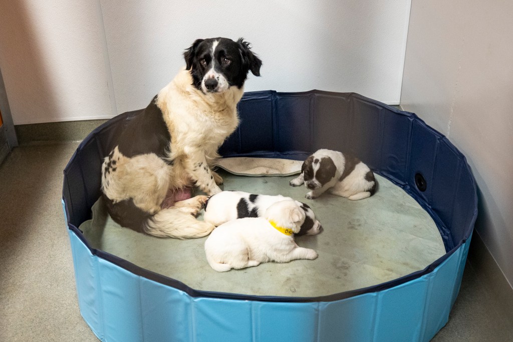 Pet Alliance opens new $15 million, 25,000-square-foot shelter