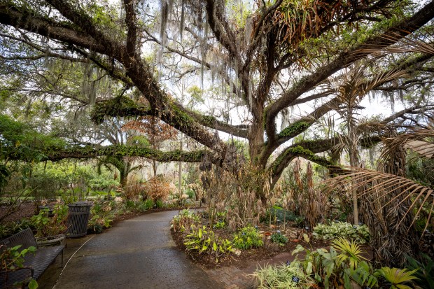 The Idea Garden could be the future site of a children's garden at Leu Gardens on March 5, 2026. The City of Orlando and Leu Gardens leadership are considering a new master plan that could include a new visitor center, garden upgrades , garden upgrades and parking. (Patrick Connolly/Orlando Sentinel)