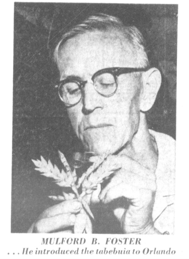 Mulford B Foster brought the first Tabebuia tree from Brazil to Central Florida in the 1940. (Orlando Sentinel file)