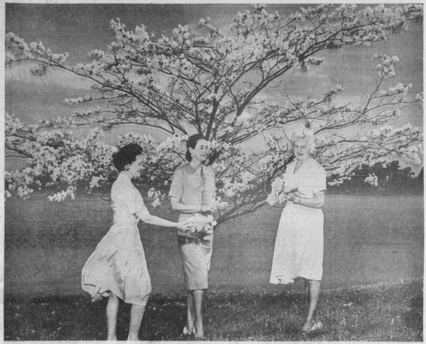 Orlando Garden Club members Mrs. Charles Blackton, Mrs. Dave Starr and Mrs. John D. Grathwol., all of Orlando, with a Tabebuia Umbrellata on the shore of Lake Ivanhoe in March 1962. (Orlando Sentinel file)