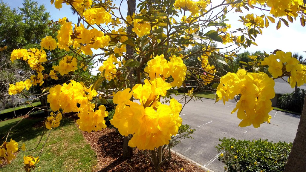 Why there are so many Tabebuia trees in Orlando?