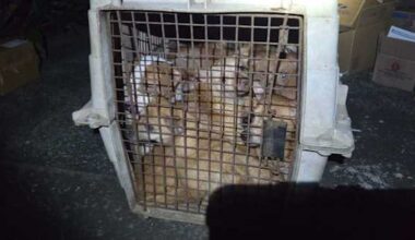 15 tiny puppies found stuffed in single crate