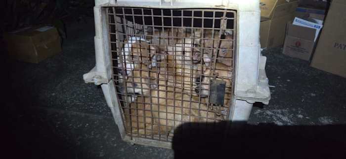 15 tiny puppies found stuffed in single crate