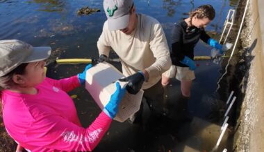 USF helping restore Tampa Bay oysters by 3D-printing habitats