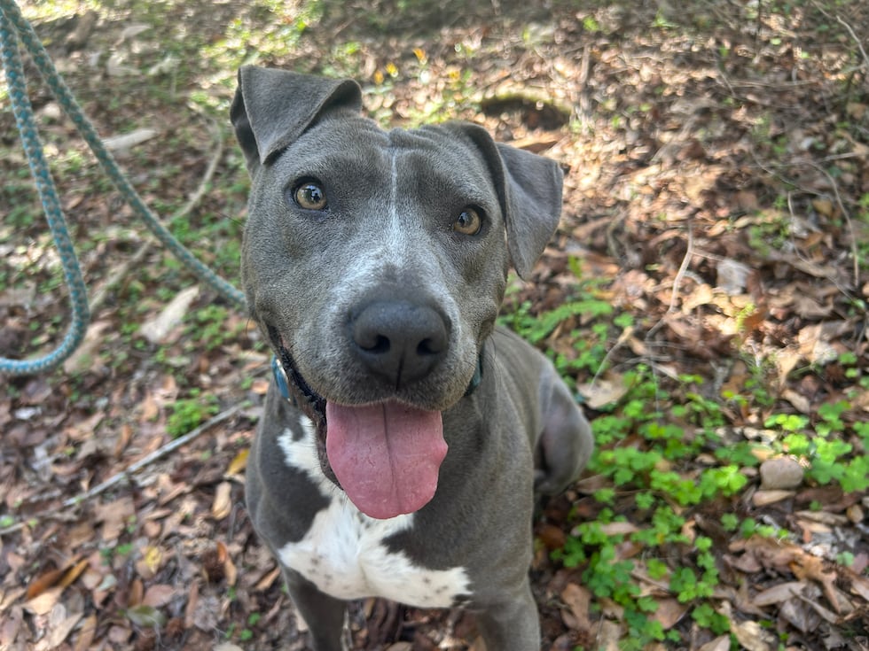 Wilma is friendly, easy going and loves snuggling up for sleepovers!