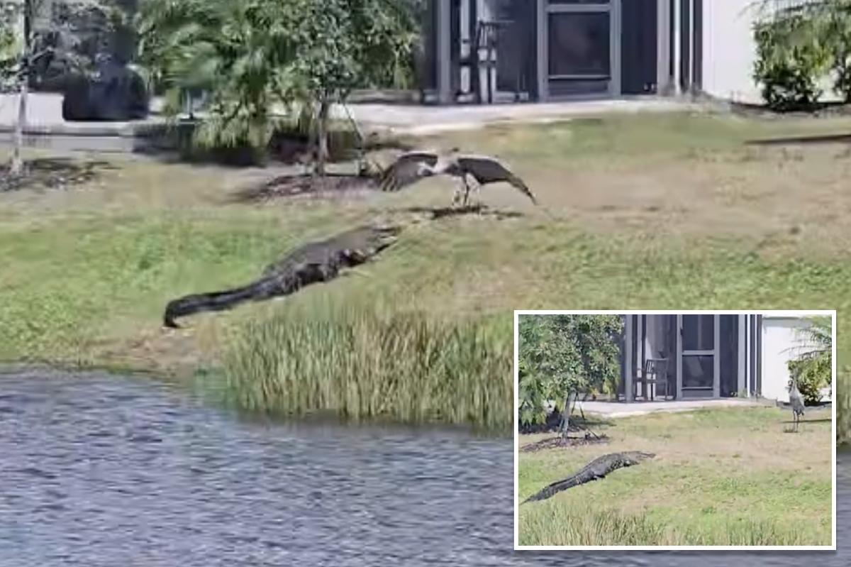Alligator and crane face off in Florida neighborhood: 'This is peak Florida'
