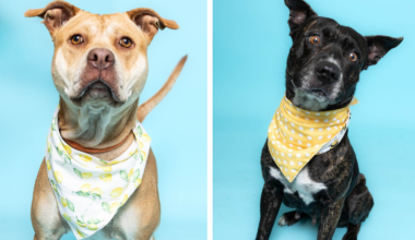 Vivian and Cincinnati Seek Forever Homes at Broward County Animal Care – Parkland Talk