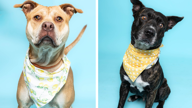 Vivian and Cincinnati Seek Forever Homes at Broward County Animal Care – Parkland Talk