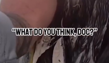 CAUGHT ON CAMERA: Police save injured pelican