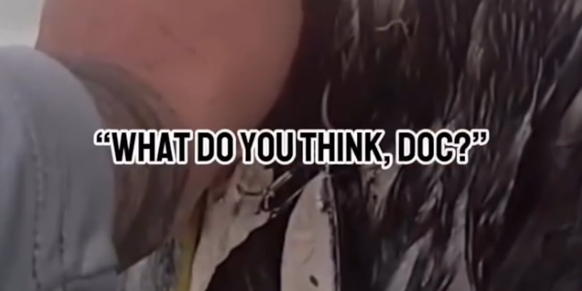 CAUGHT ON CAMERA: Police save injured pelican