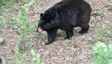 FWC urges Floridians to ‘Be BearWise’ as bears become more active this spring