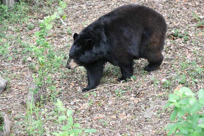 FWC urges Floridians to ‘Be BearWise’ as bears become more active this spring