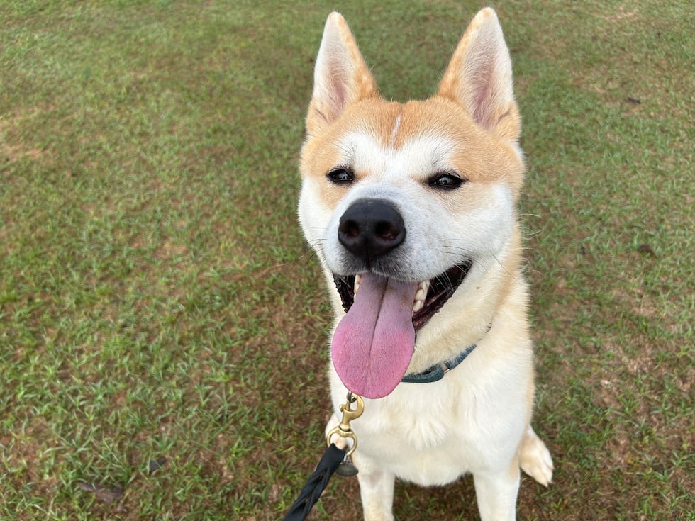 Banjo will sit for treats but doesn’t sit for long, he’s ready to run when you are!