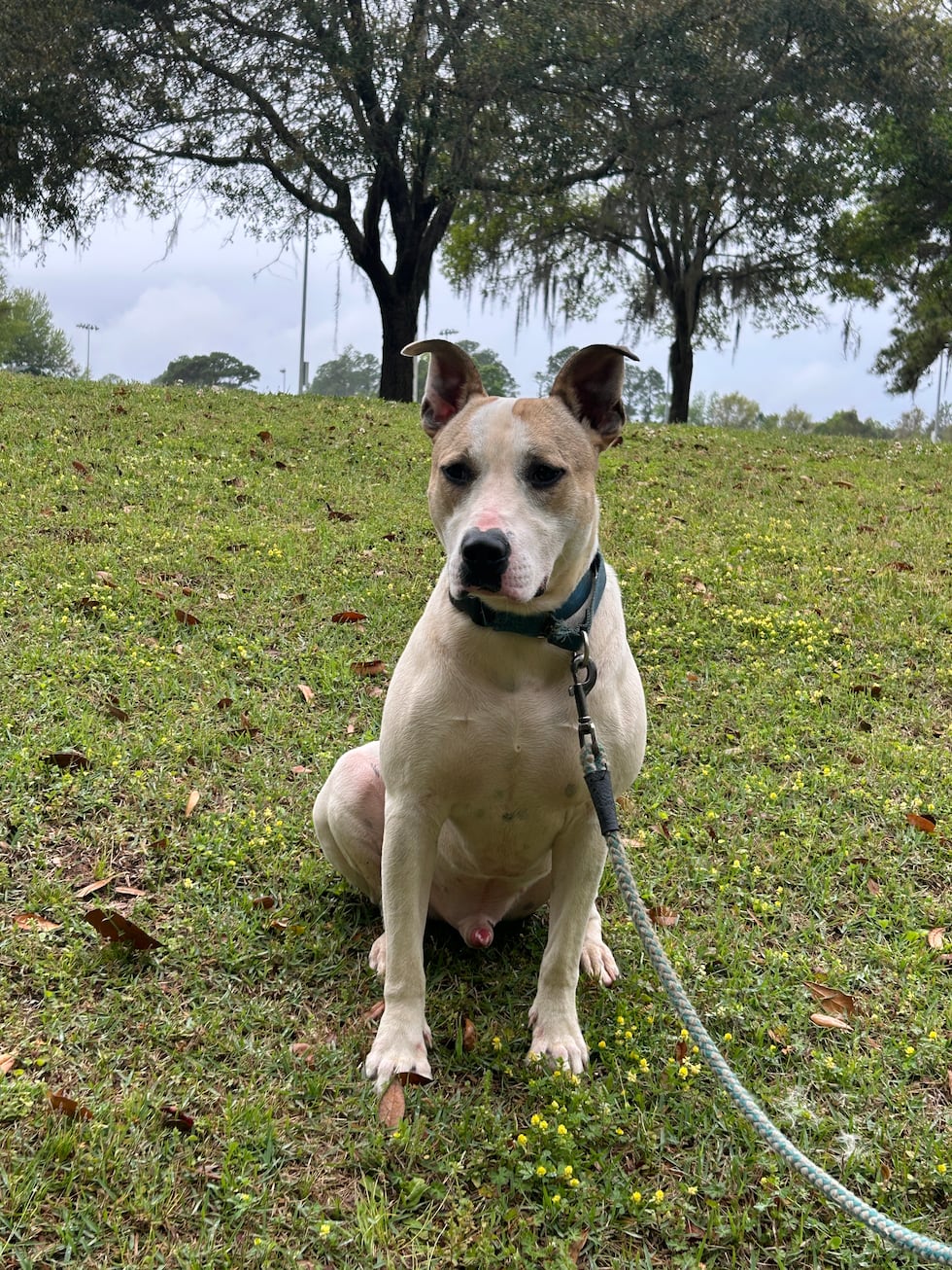 If you’re patient and can give him time to build some confidence, you’ll fall in love with is...