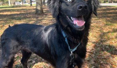 These pups are hoping to be your good luck charm!