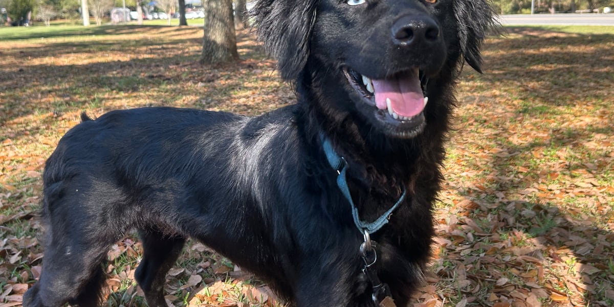 These pups are hoping to be your good luck charm!