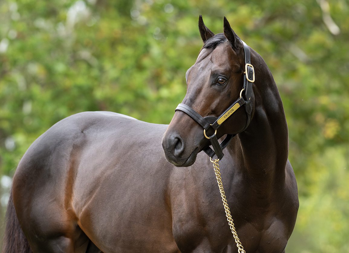 Yaupon Firster Emblaze Fires Late To Graduate at Tampa