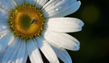 This Florida city is struggling the most with allergies. Here’s why