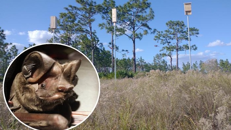 Florida’s Most At-Risk Bat Moves Into Safer Artificial Roosts – Eurasia Review
