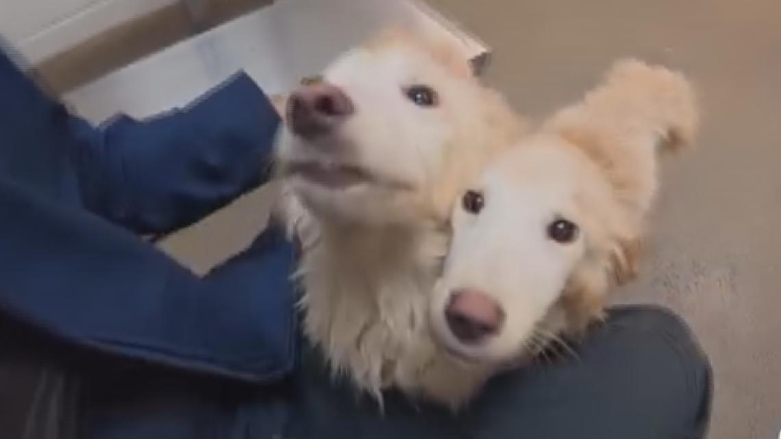 1 dog dead, 2 rescued after being left inside a Jacksonville home for 13 days in poor conditions: ACPS