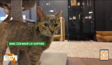 Inside Maine Coon Manor's kitten adoption lounge