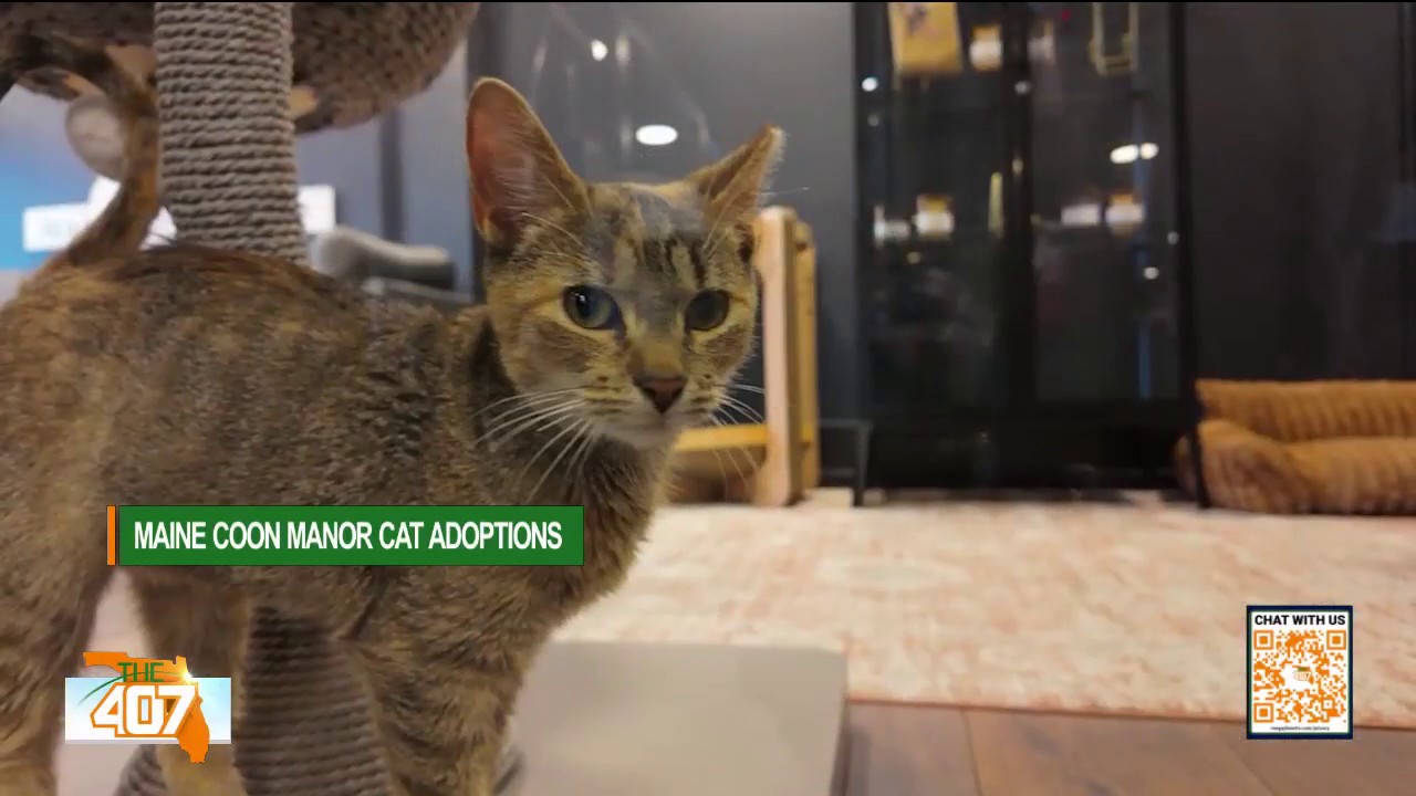 Inside Maine Coon Manor's kitten adoption lounge