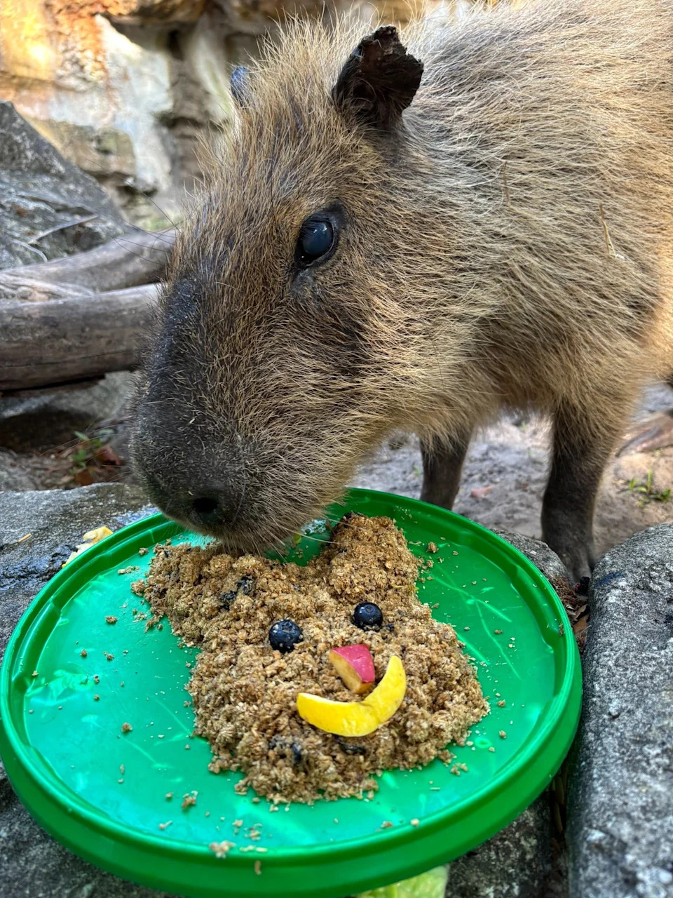 Theo the capybara snacks at the Jacksonville Zoo and Gardens.