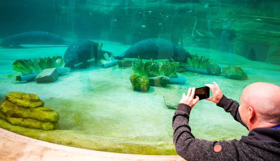 Photographer Stephen Walcott takes video of the three rehabilitating manatee, Alpine, Francesco and Cullen at the $72 million J. Wayne and Delores Barr Weaver Manatee River Habitat and VyStar SkyScape Entrance Tuesday March 3, 2026 at the Jacksonville Zoo and Botanical Gardens in Jacksonville, Fla. [Doug Engle/Florida Times-Union]