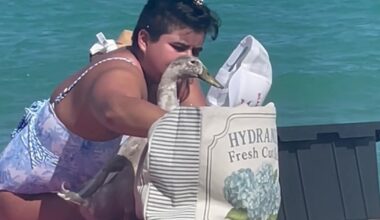 Video: Florida woman brings pet duck to the beach
