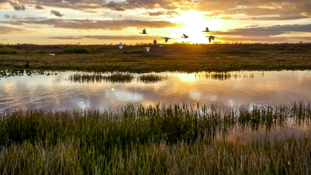 Birds flying over wetlands at sunset in Florida (iStock image)