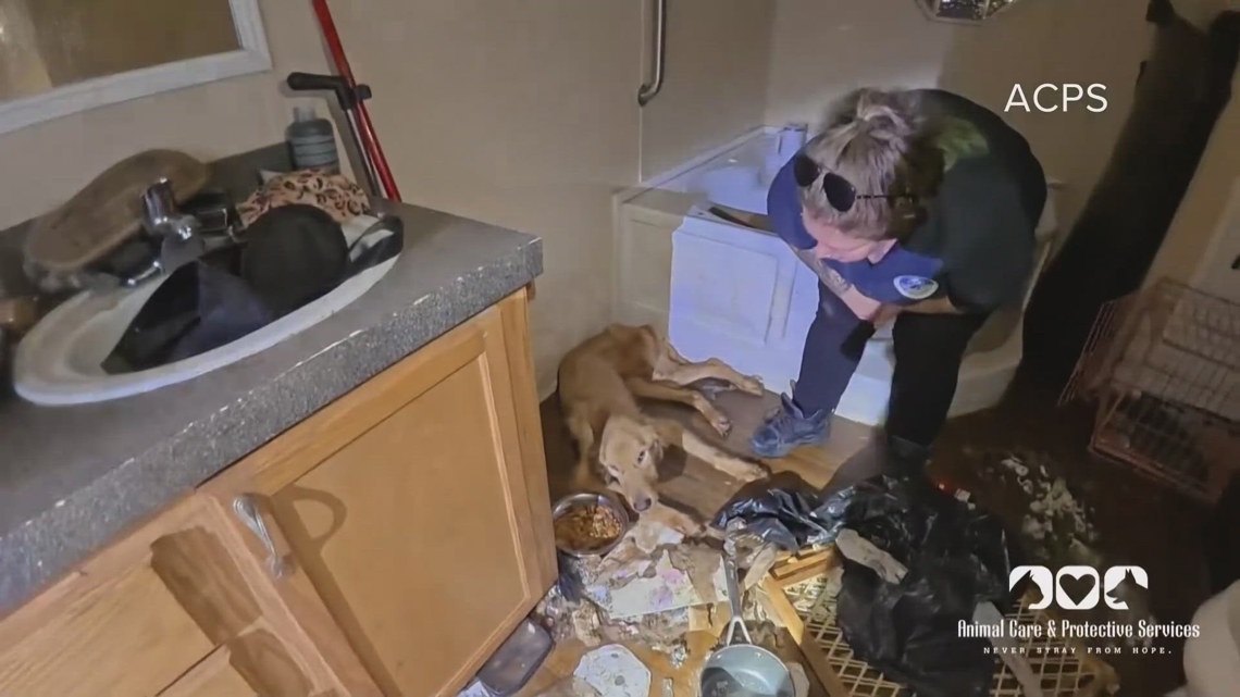 Left Behind: One dog dead, two fighting to survive after nearly two weeks alone