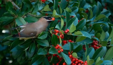 Atlantic Beach launches 'Lights Out' initiative ahead of bird migration season