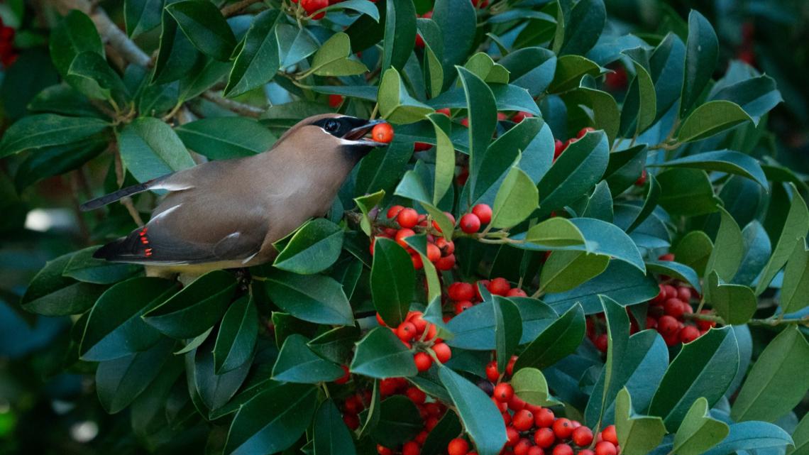 Atlantic Beach launches 'Lights Out' initiative ahead of bird migration season