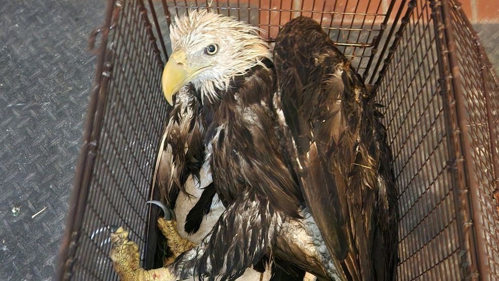 A dramatic rescue in Palm City may have saved the life of a bald eagle after the injured bird ended up in a canal known to have large alligators. (MCSO)