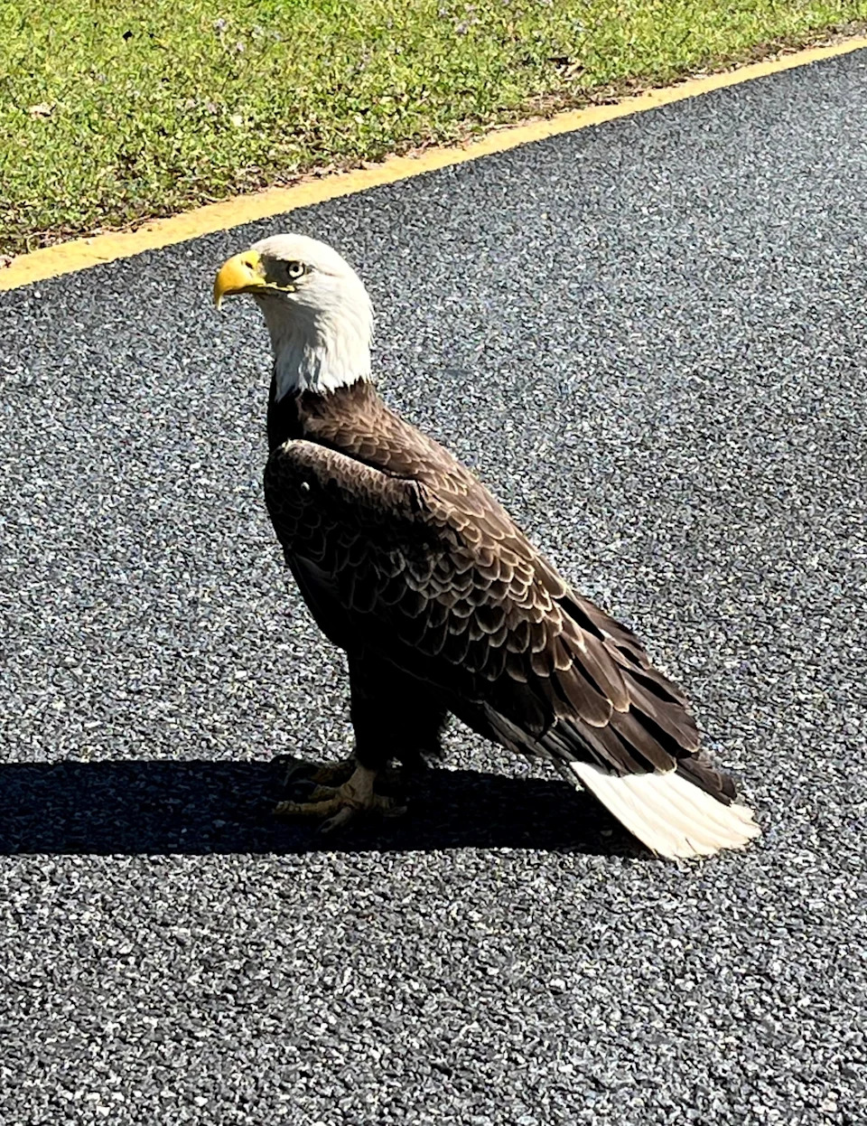 Bald eagle finds its way to Tallahassee, Florida, March 2, 2026.