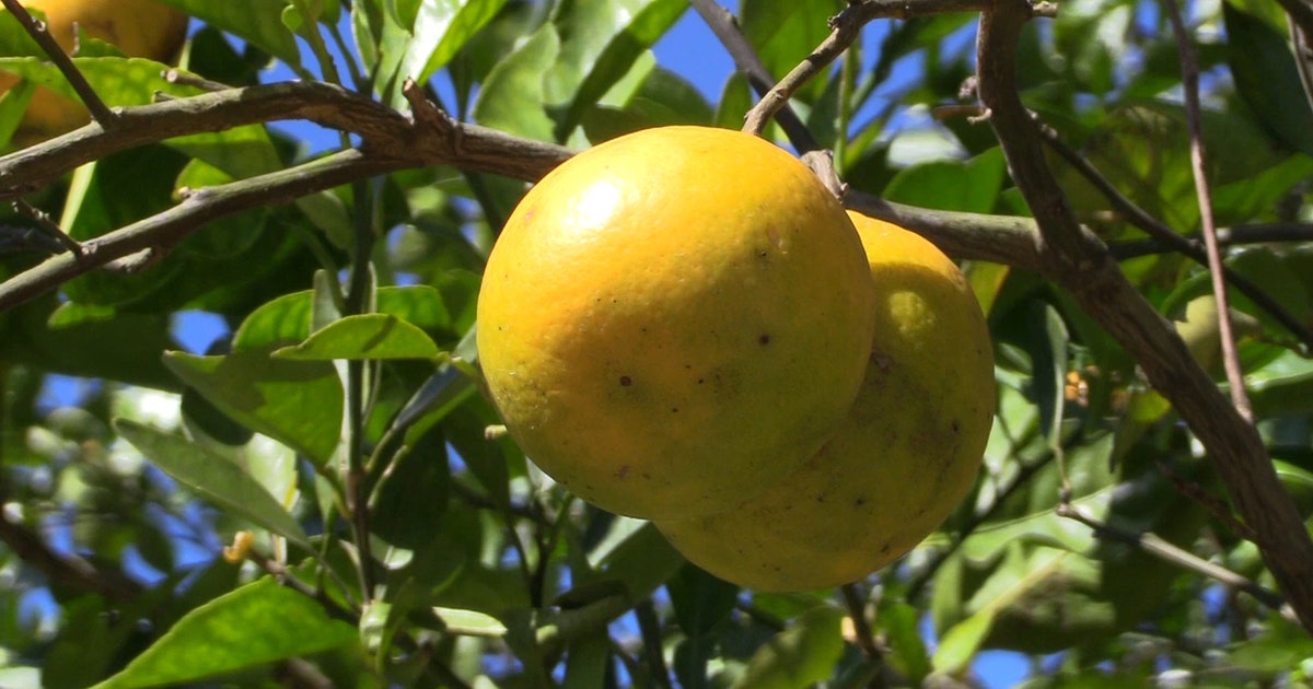 Florida boosts fresh citrus marketing as growers recover from freeze losses