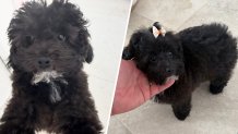 The dog named Coco is a six-month-old black poodle mix