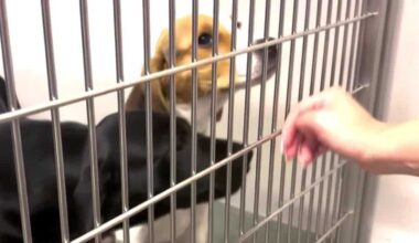 Pet Alliance of Orlando opens new shelter after fire