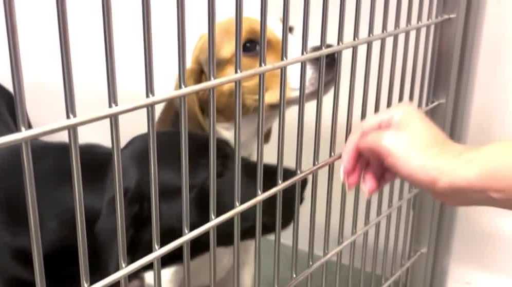 Pet Alliance of Orlando opens new shelter after fire