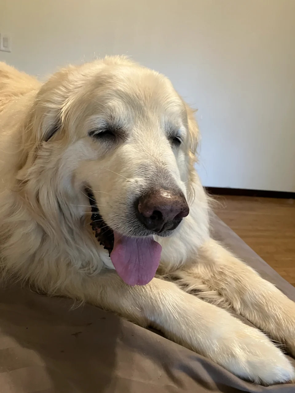 Tavernier said the stress of the lawsuit has made it hard to eat or sleep, leaving him waking in the middle of the night to let Gunner outside (Bill Tavernier)