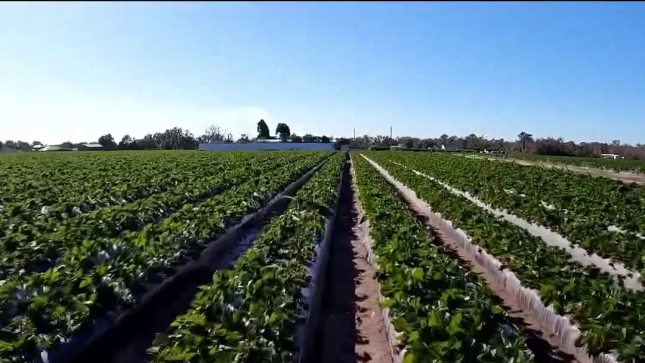 Feds declare winter freeze a disaster in Florida